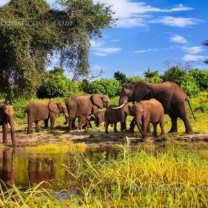 Africa